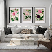 Vintage Botanical Paintings Rose Floral Art Set of 3 - Black Framed Poster with White Border - Artworksets